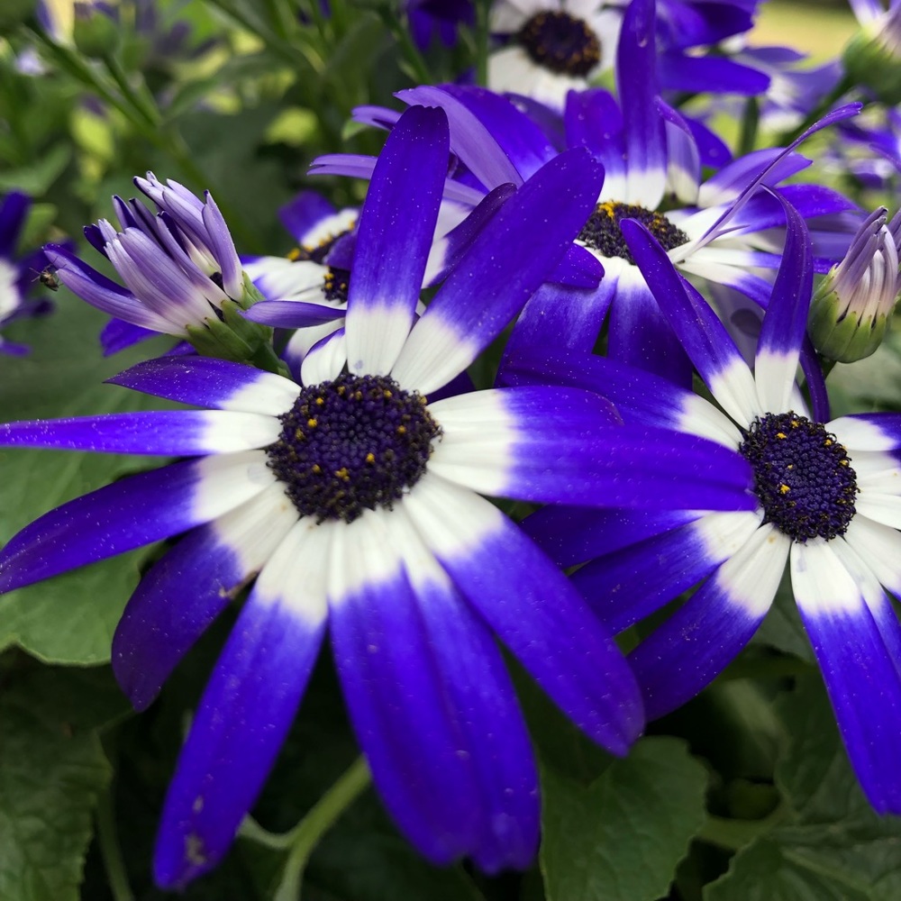 Meet your Posher, Nastasia